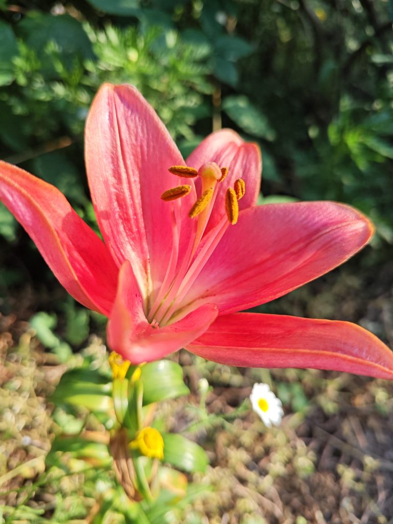 Carpe Diem y detenerse a oler las flores
